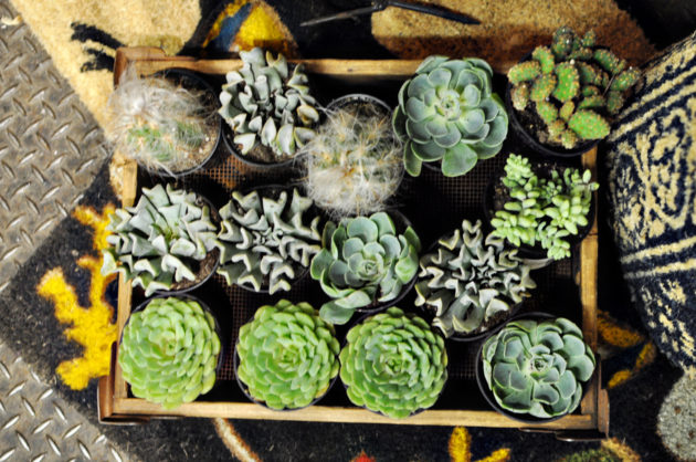 succulents2