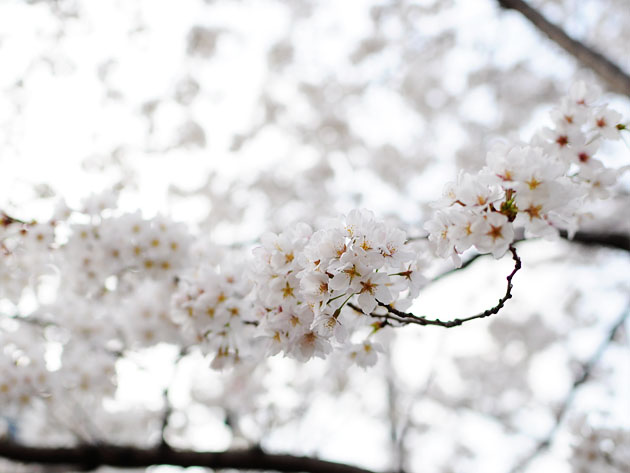 cherry blossom tree white