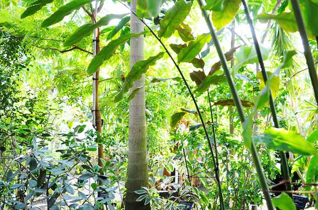 inside the green house