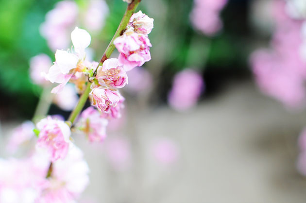 pink flowers