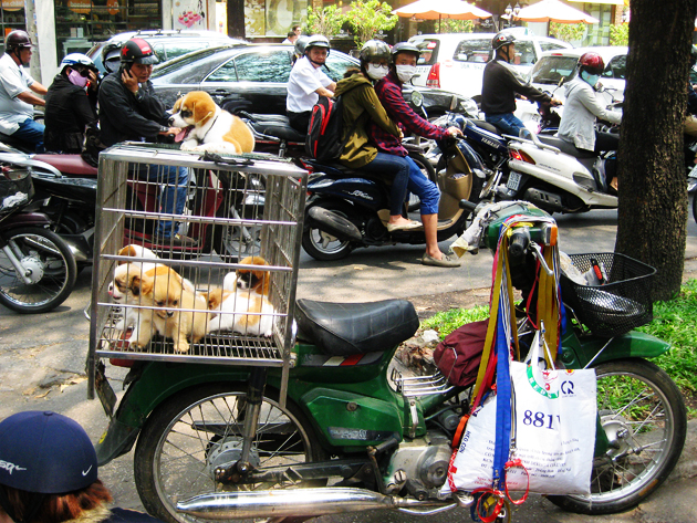 selling puppis on sigon street