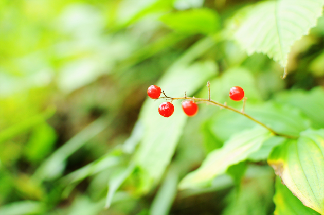 Fall berries