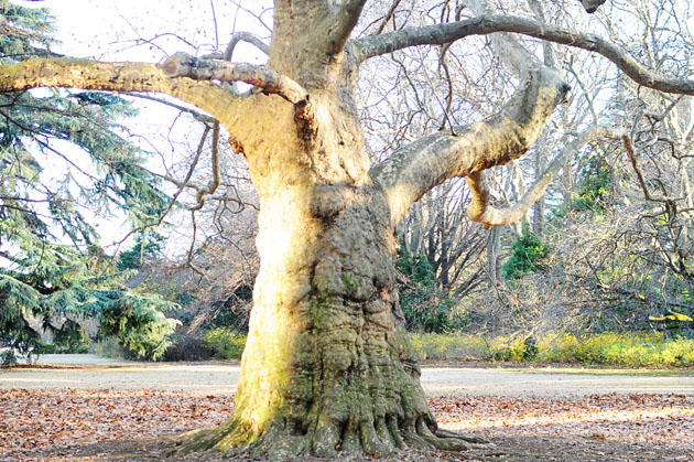 Big tree in Shinjyuku Gyoen
