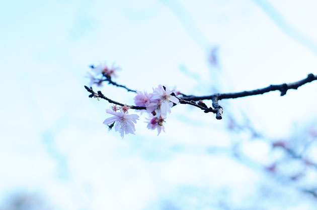 Cherry blossom in Shinjyuku Gyoen1