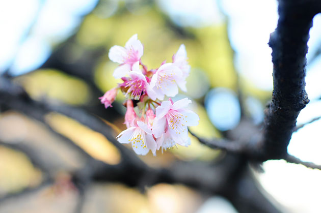 Cherry blossom in Shinjyuku Gyoen2