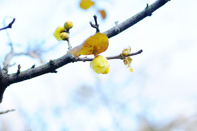 Cherry blossom in Shinjyuku Gyoen3