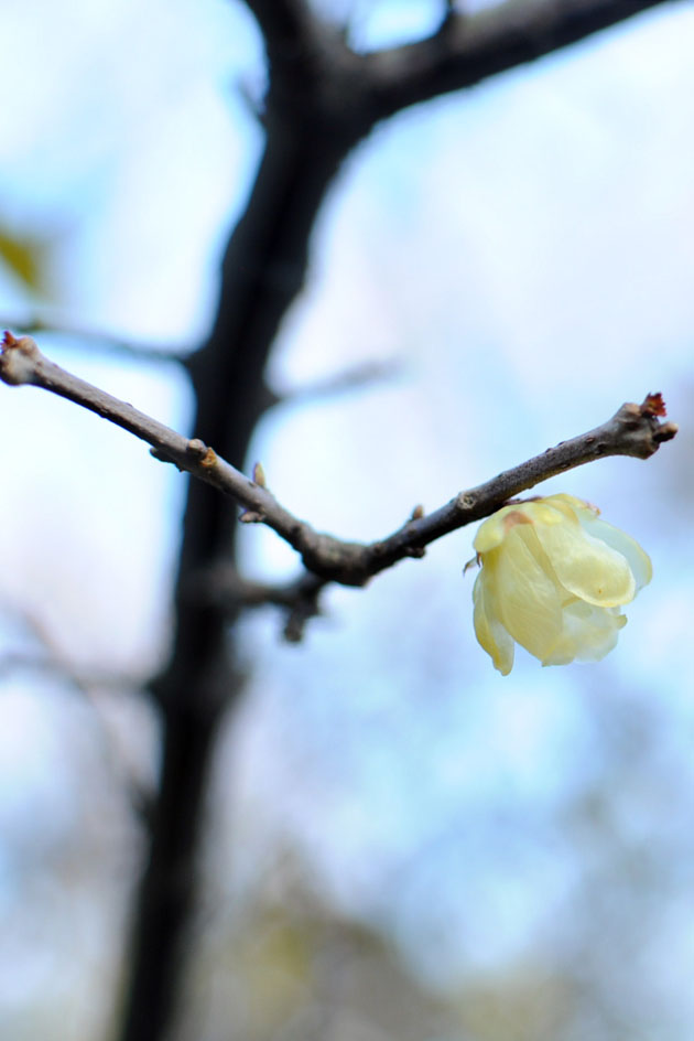 Cherry blossom in Shinjyuku Gyoen4