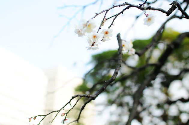 Flowers at Hamarikyu Park1