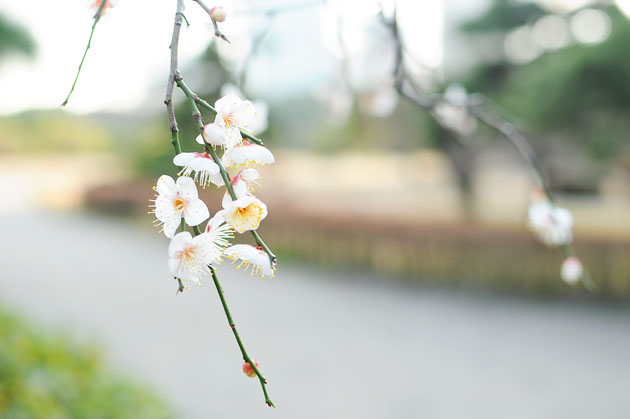 Flowers at Hamarikyu Park2