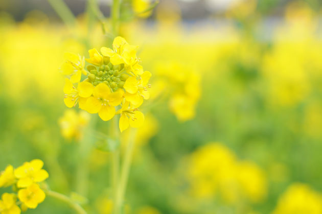 Flowers at Hamarikyu Park3