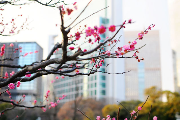 Flowers at Hamarikyu Park4