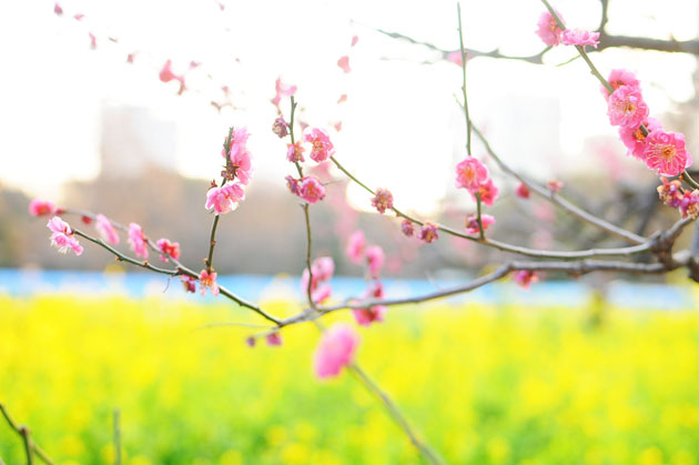 Flowers at Hamarikyu Park5