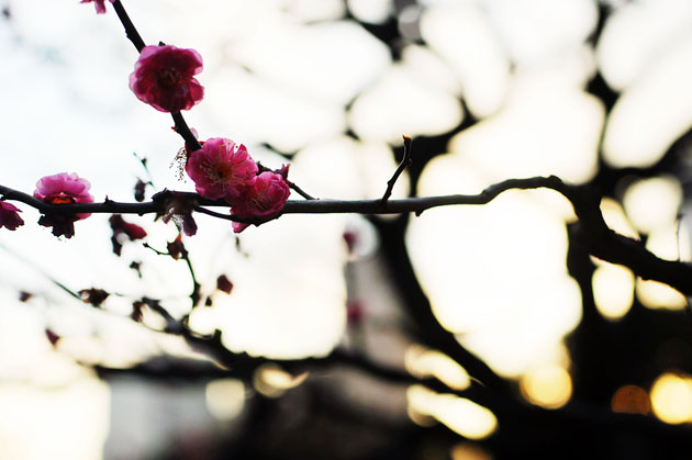 Flowers at Hamarikyu Park6